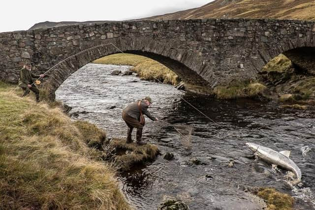 Giant salmon on the Dee's tributary the Clunie.