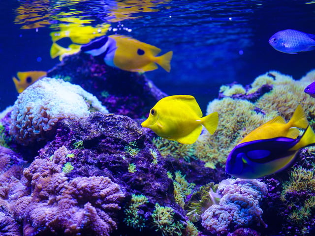 Back in the 1300s, the fish market was quite popular. In order to place a monopoly on it, Edward ll decided to proclaim that all fish, sturgeons, whales, dolphins, and porpoises captured within 5 kilometres of the British shore immediately belonged to the ruling royal.