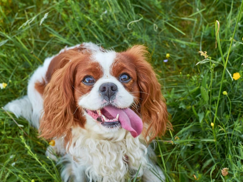 When it comes to the Cavalier King Charles Spaniel, the main motivation is an overriding eagerness to please its owners. Even if one of these beautiful dogs does have a wee nip, when it realises it has displeased its owners, it's unlikely to do it again.
