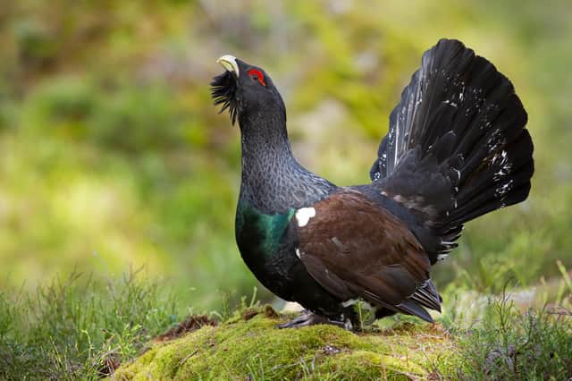 Capercaillie numbers are dwindling
