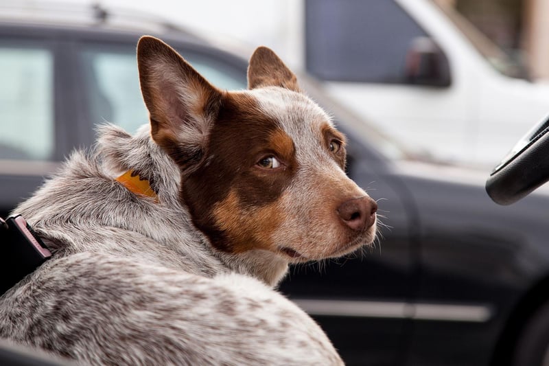 An Australian Cattle Dog called Bluey holds the record for the longest-lived dog - reaching an incredible 29 years of age. The breed normally lives for around 15 years.