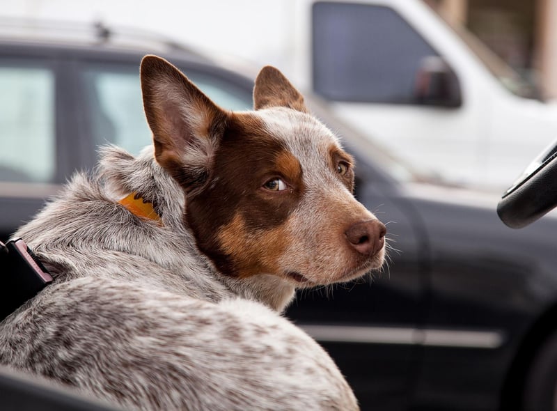 An Australian Cattle Dog called Bluey holds the record for the longest-lived dog - reaching an incredible 29 years of age. The breed normally lives for around 15 years.