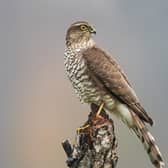 Sparrowhawk Shutterstock