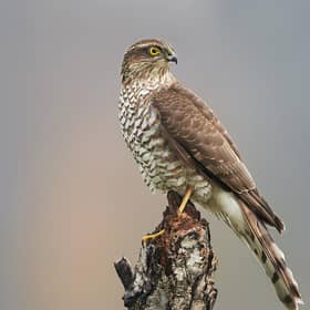 Sparrowhawk Shutterstock