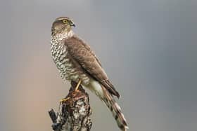 Sparrowhawk Shutterstock