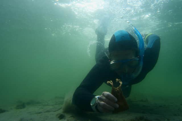 The team behind Seawilding are planting seagrass meadows in Loch Craignish to help the oysters and other species restore to healthier levels (pic: Patagonia)
