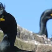 Shags on Inchkeith and the Isle of May will be analysed for exposure to toxic pollution leaking from landfill and other sites around the Firth of Forth as part of a £2.3m research project