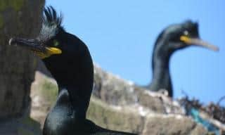 Shags on Inchkeith and the Isle of May will be analysed for exposure to toxic pollution leaking from landfill and other sites around the Firth of Forth as part of a £2.3m research project