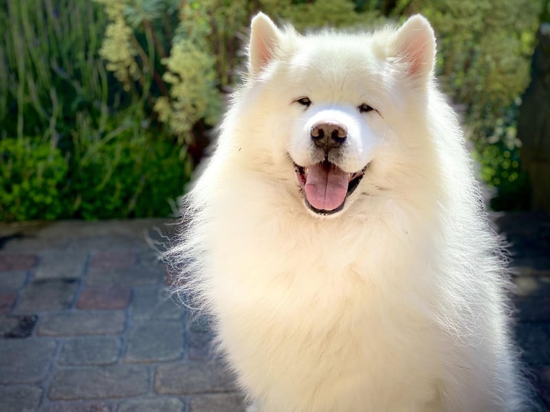 Taking its name from the Samoyedic people of Siberia, the Samoyed were originally bred to herd reindeer. There were 219 registered last year, meaning they just squeeze into tenth position in the UK's most popular pastoral breeds of dog.