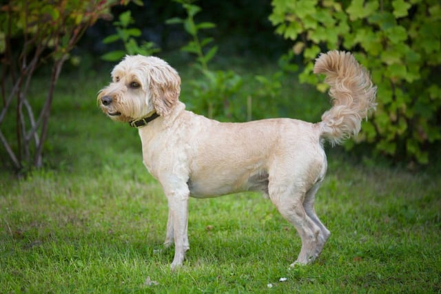 Meaning 'fair and pure', Winnie takes ninth place in our list of most popular Cockapoo names.