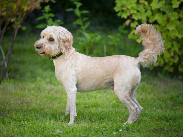 Meaning 'fair and pure', Winnie takes ninth place in our list of most popular Cockapoo names.