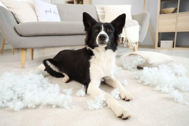 Border Collies are so full of energy and intelligence that if they don't get enough stimulation they'll make their own entertainment - often in ways that their owners don't fully approve of. Basically, if they behave badly - it's your fault.