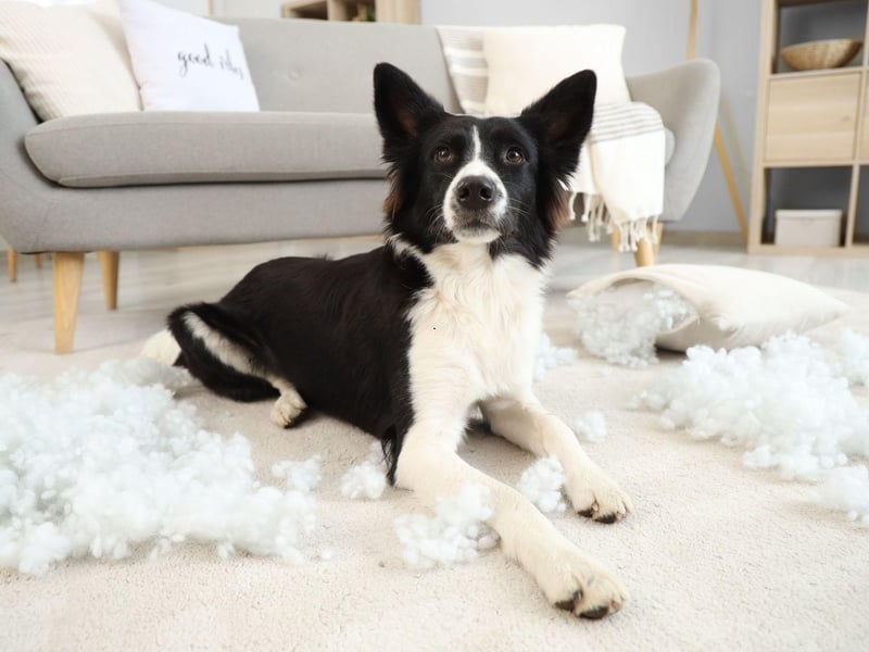 Border Collies are so full of energy and intelligence that if they don't get enough stimulation they'll make their own entertainment - often in ways that their owners don't fully approve of. Basically, if they behave badly - it's your fault.