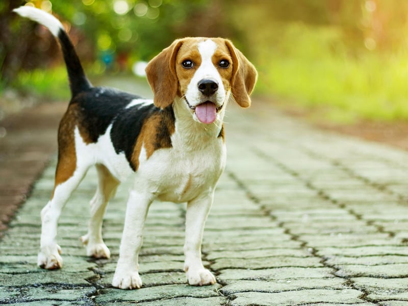 Famous Beagle owners include Queen Elizabeth I, Jake Gyllenhaal, James Herriot, President Lyndon B Johnson, Barry Manilow and Frankie Muniz.