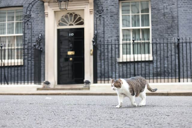 Larry the cat in Downing street, London. Picture date: Thursday February 10, 2022.