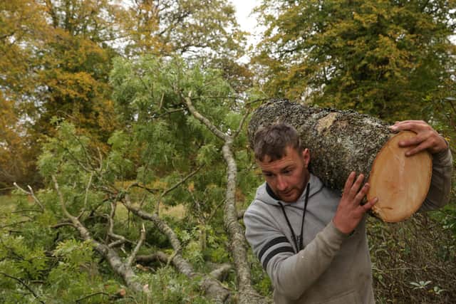 Tree surgeon Angus North removes an infected ash from Killearn woodland – the wood will provide the raw materials for the Ash Rise project, which will tour Scotland next year. Picture: Tina Sorensen