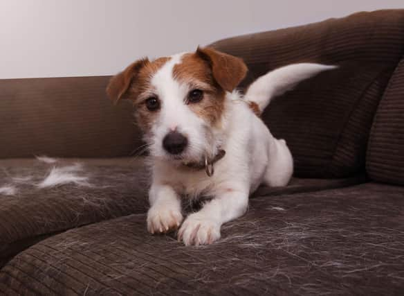 These are the breeds of dog that leave piles of hair behind wherever they go.