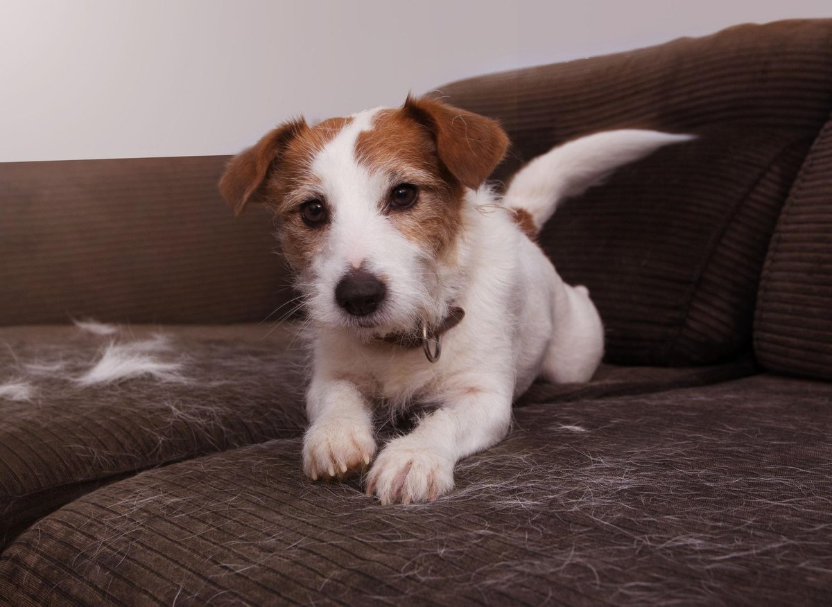 Hairy Dogs: Here are the 10 breeds of adorable dog that shed most allergy-inducing fur - including the loving Labrador 🐶 | The Scotsman Hairy Dogs: Here are the 10 breeds of adorable dog that shed most allergy-inducing fur - including the loving Labrador 🐶 | The Scotsman
