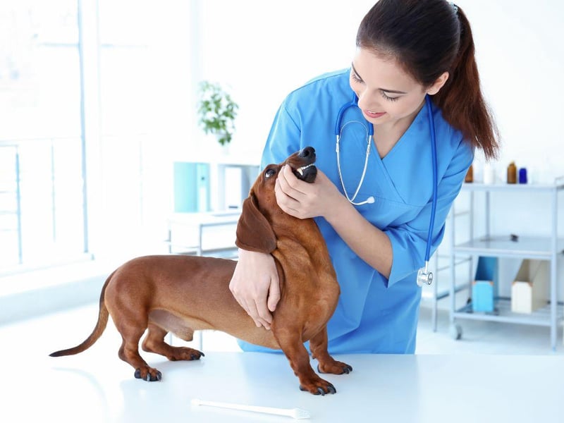A combination of the Dachshund’s narrow mouth and tiny teeth means they are prone to developing pockets between the tooth and bone where bacteria can thrive. The first symptom is often when your pet develops bad breath and a trip to the vet should soon swiftly follow.