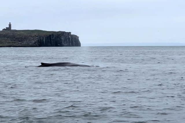 A humpback whale photographed by Simon Chapman as it surfaced for air close to the Isle of May in the Firth of Forth.