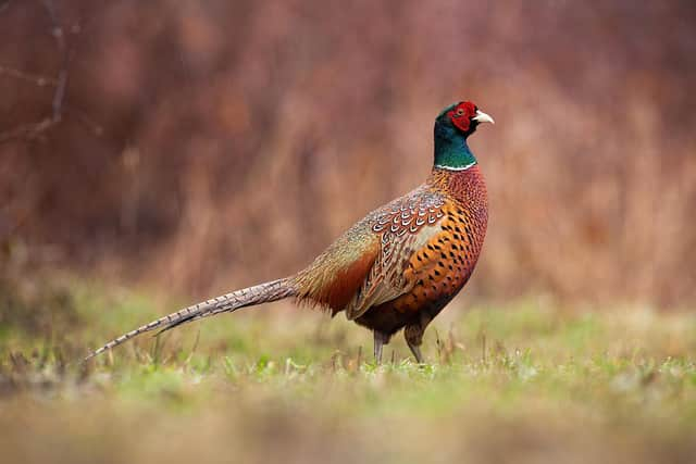 The outbreak occurred at a farm in Fife. Picture: Getty