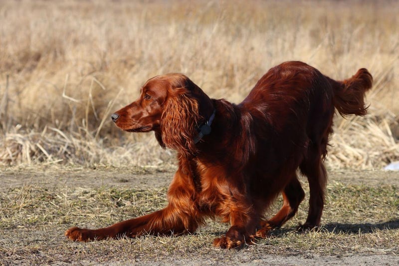 The noble-looking Irish Setter is an outgoing and sweet-natured breed that loves big long walks and plenty of cuddles.