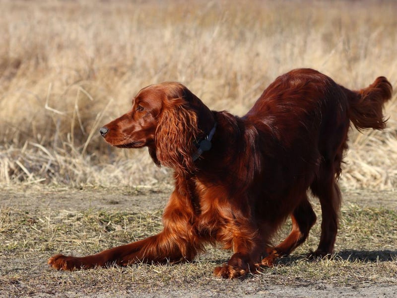 The noble-looking Irish Setter is an outgoing and sweet-natured breed that loves big long walks and plenty of cuddles.