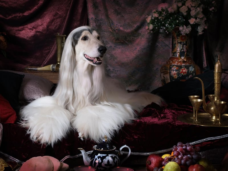 The Afghan Hound is beautiful and it knows it - with an aloof attitude that suggests it is merely putting up with its human. Afghans like to have their own space to chill by themselves.