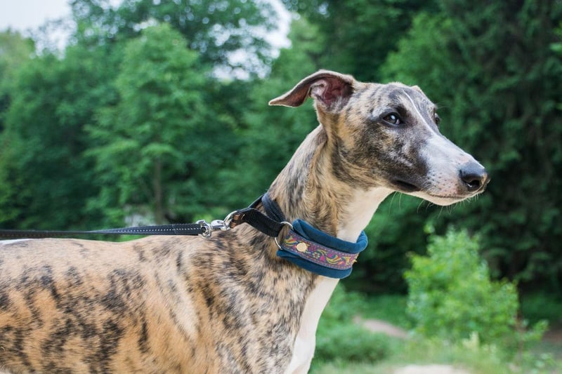 Historical evidence of greyhounds in England can be traced back to the 9th century. They were a favourite of royalty during the renaissance, with fans including Queen Elizabeth I.