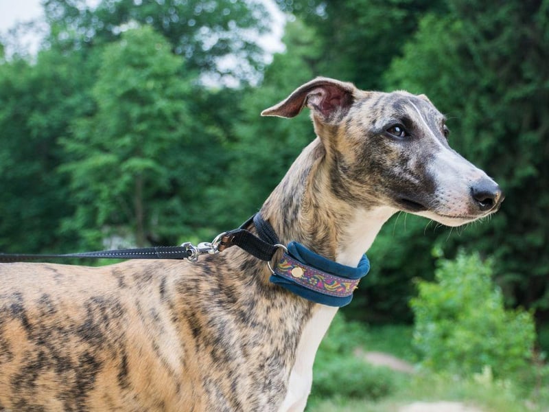 Historical evidence of greyhounds in England can be traced back to the 9th century. They were a favourite of royalty during the renaissance, with fans including Queen Elizabeth I.