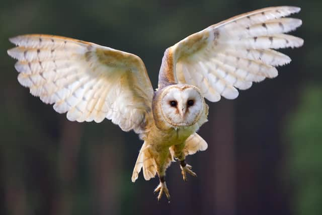 A record number of chicks have taken to the skies this year at an estate in the Angus glens, thanks to conservation work and mild weather