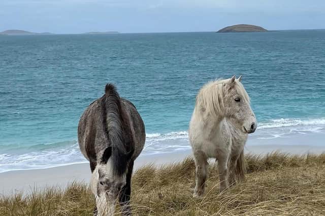 The ponies were used as working animals, moving peat and seaweed on Eriskay, until the 1980s.