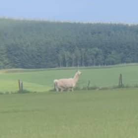 The llama was spotted in a field near New Pitsligo (Pic: Scottish SPCA)