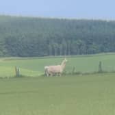 The llama was spotted in a field near New Pitsligo (Pic: Scottish SPCA)
