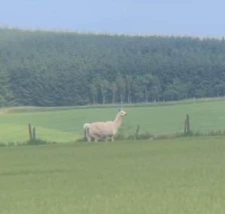 The llama was spotted in a field near New Pitsligo (Pic: Scottish SPCA)