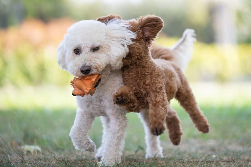All three sizes of Poodle - Standard, Miniature and Toy - are equally sociable. In fact, the only way to make a Poodle more sociable is by breeding it with a Labrador or Golden Retriever, creating the super-sociable Labradoodle and Goldendoodle.