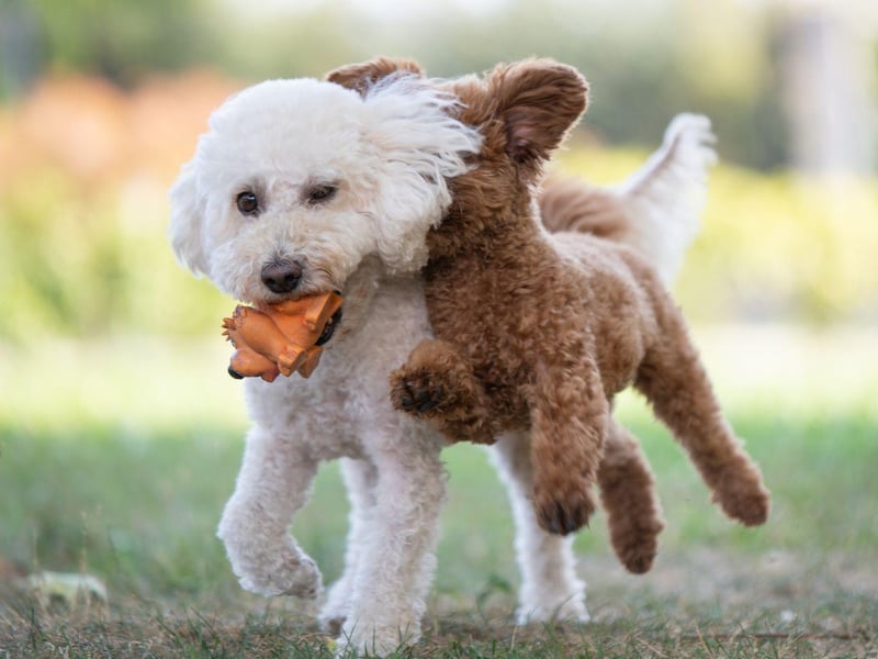 All three sizes of Poodle - Standard, Miniature and Toy - are equally sociable. In fact, the only way to make a Poodle more sociable is by breeding it with a Labrador or Golden Retriever, creating the super-sociable Labradoodle and Goldendoodle.