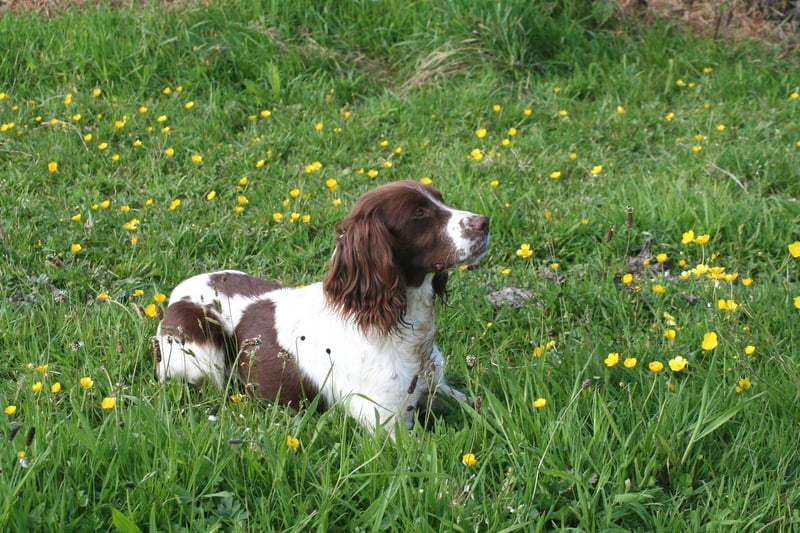 Springer spaniels are usually coloured liver and white or black and white varieties. Occasionally a Springer will have three different colours in their coat (tri-colour) - either black, white and tan, or liver, white and tan.