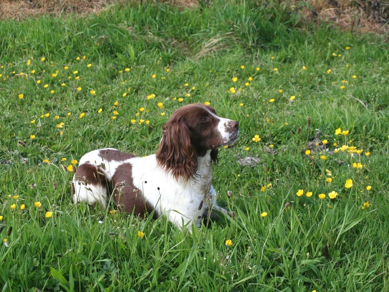 Springer spaniels are usually coloured liver and white or black and white varieties. Occasionally a Springer will have three different colours in their coat (tri-colour) - either black, white and tan, or liver, white and tan.