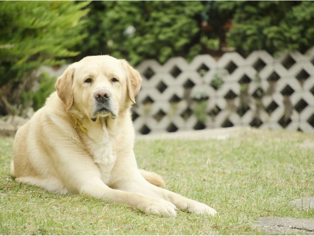 You might not be aware that your home contents insurance could cover objects in the garden too. Check your policy to make sure you’ve got the level of cover for your needs. Although some insurance providers offer cover for loss or damage of certain plants and shrubs, most standard home insurance policies won’t cover accidental damage caused by pets, especially in the garden.