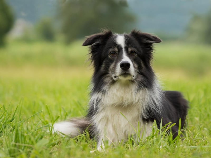 We're now getting to the less common guide dog breeds. Border Collies are more usually used as a herding dog, but they are also perfectly capable of guiding humans - although their high energy levels can prove problematic.
