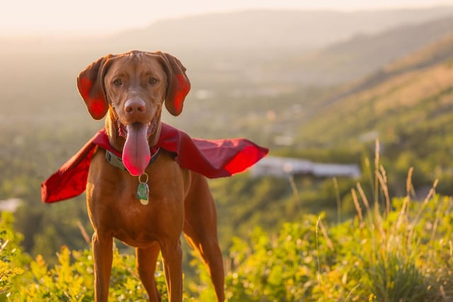 Even anxious dogs can get on board with this simple caped costume. Is it a bird? It is a plane? No...it's Superdog.