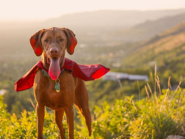 Even anxious dogs can get on board with this simple caped costume. Is it a bird? It is a plane? No...it's Superdog.
