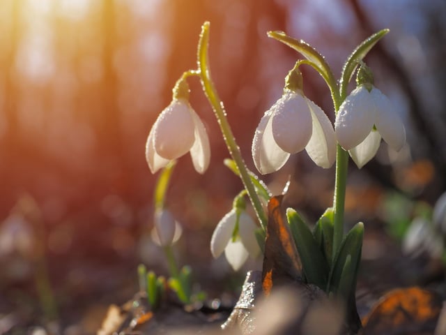 West Plean House, near Stirling, offers romantic getaways for couples, with the added benefit of gardens swathed in snowdrops.