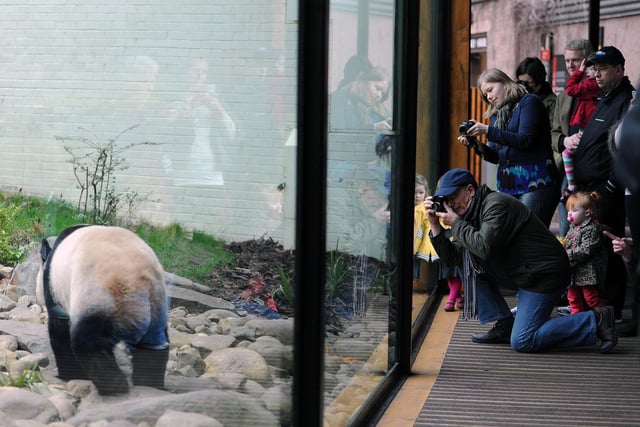 Tian Tian  the female Panda pictured in her enclosure at Edinburgh Zoo a decade ago.   Pic Ian Rutherford