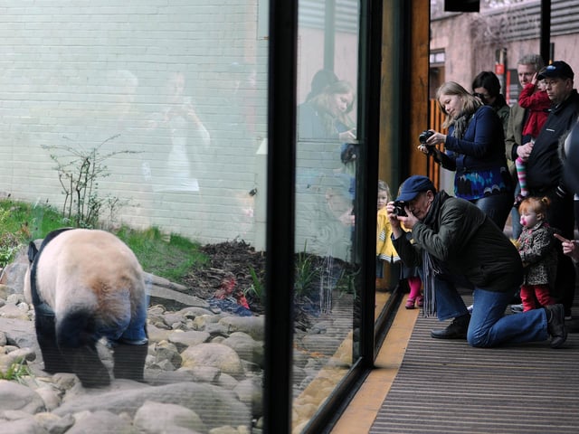 Tian Tian the female Panda pictured in her enclosure at Edinburgh Zoo a decade ago. Pic Ian Rutherford