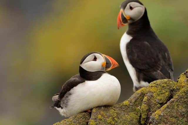 Puffin pair on the Isle of May