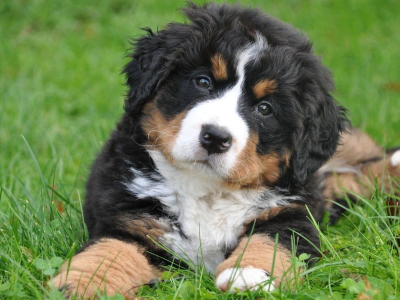 A real gentle giant, the Bernese Mountain Dog's puppy-to-adult growth spurt sees it grow 225 per cent in height.