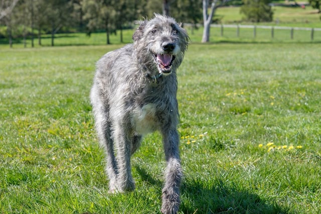 Irish Wolfhounds can stand up to a lofty 35 inches in height and have very low levels of aggression, making them a good dog to have around children.