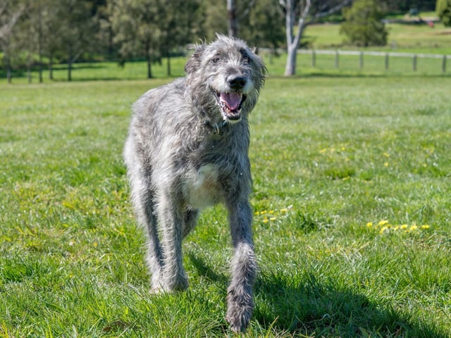 Irish Wolfhounds can stand up to a lofty 35 inches in height and have very low levels of aggression, making them a good dog to have around children.